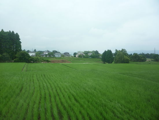 Vorbei an Reisfeldern dueste unser Bus zur 2. Attraktion des Tages...