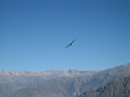 ein Condor