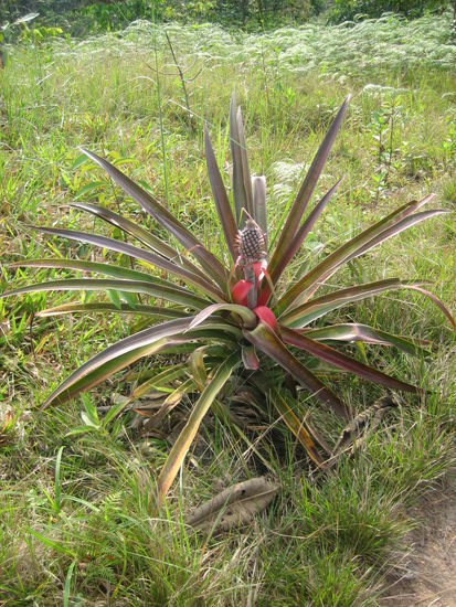 So wachsen Ananas