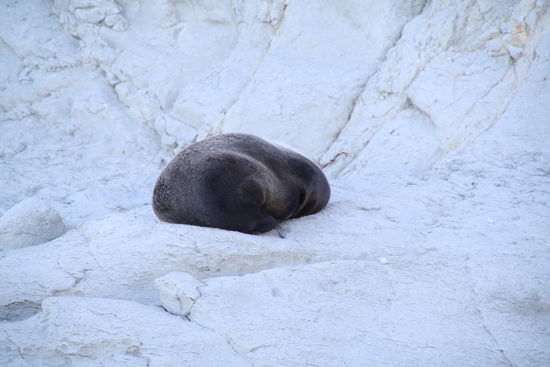 Robben am Strand Kaikouras