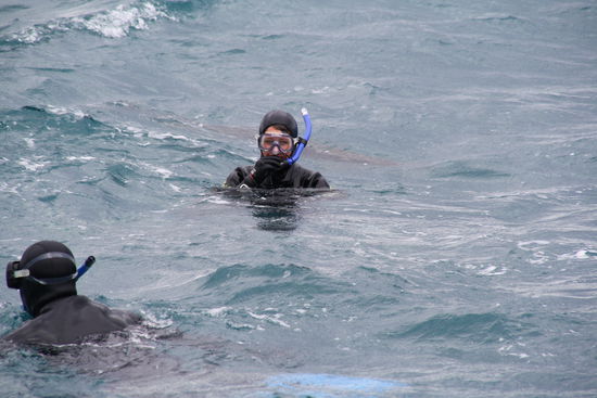 im eiskalten Meer...