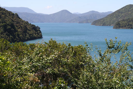 Die ersten Eindrücke von der Südinsel, der Marlborough Sound!
