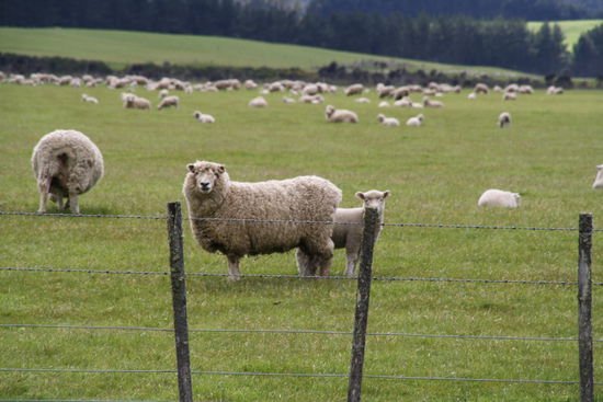 Schafe, Schafe, wohin man blickt...