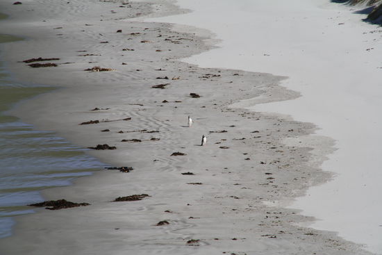 Die Pinguine auf dem Rückweg vom Fischen
