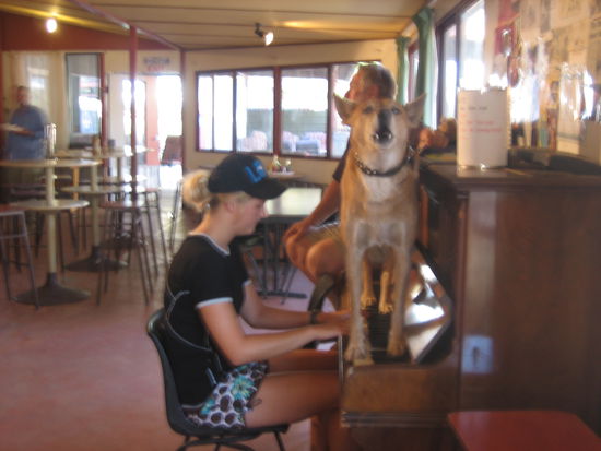 Dinky the singing Dingo