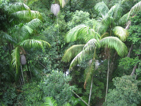 Rainforest bei Brisbane