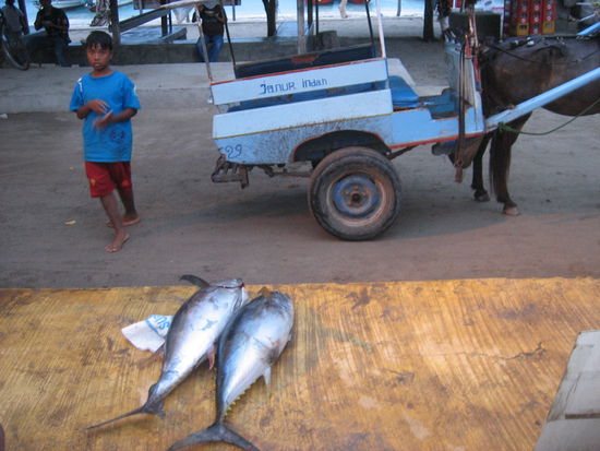 frischgefangener Thunfisch