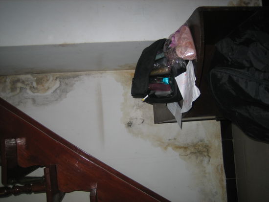 das ist nichts gegen die Ratten im Hotel