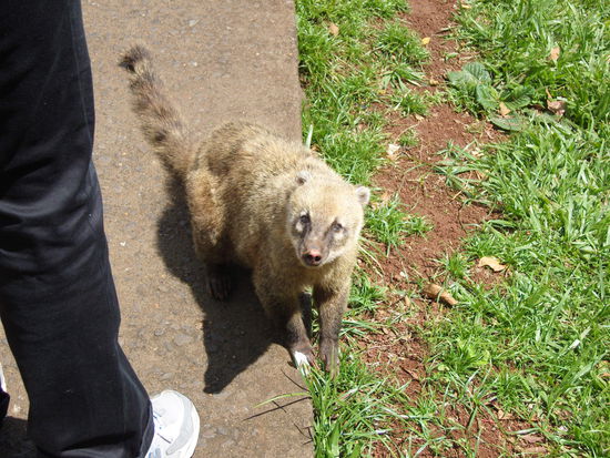ein kleiner neugieriger Nasenbär