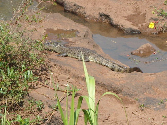 unser erstes gesehenes Krokodil