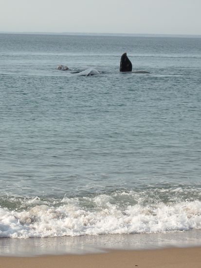 ein Flossengruß für uns