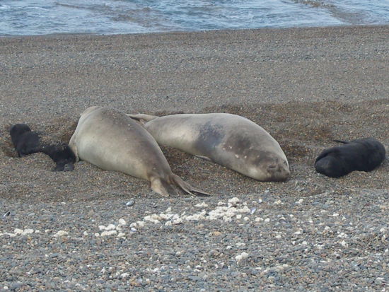 Seeelefanten mit den 10 Tage alten Kids