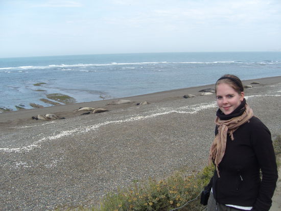 der ganze Strand voller Seeelefanten