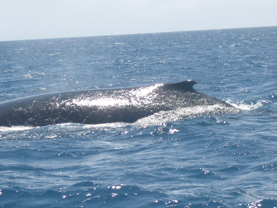 ein "kleiner" Buckelwal