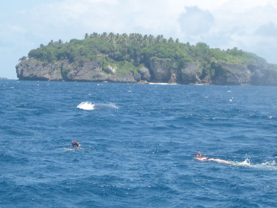 man beachte den Wal im Bild 