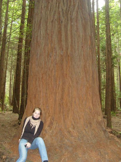 man achte auch auf die dünnen Baumstämmchen im Hintergrund