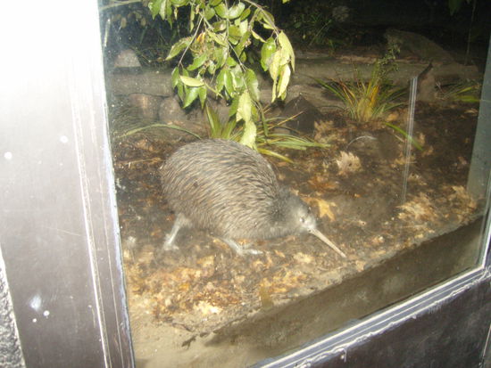 der erste und einzige lebendige Kiwi, den wir hier in Neuseeland zu Gesicht bekommen