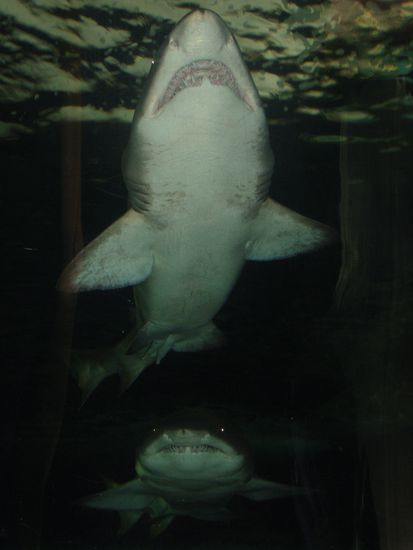 Hoffentlich müssen wir diesen 2 Genossen nicht mal ohne Scheibe begegnen...