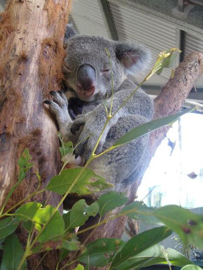 ein fauler Koala