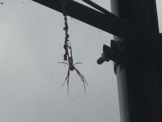 die Größe dieser Spinne schreckt uns mittlerweile nicht mehr ab...