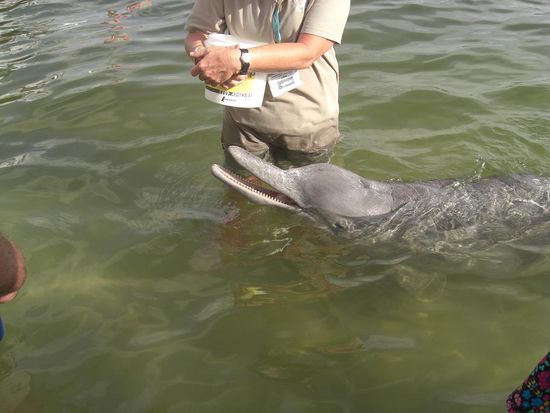 ein hungriger Delfin...