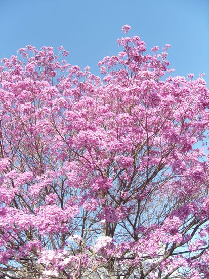 blühender Kirschbaum