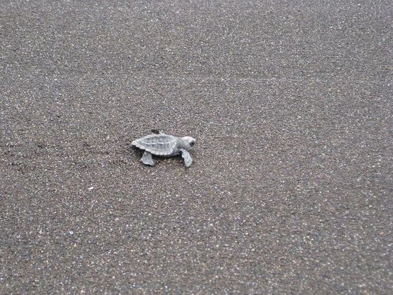 kleine Schildkroete auf grosser Reise