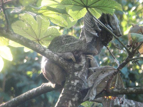 schlafendes Faultier