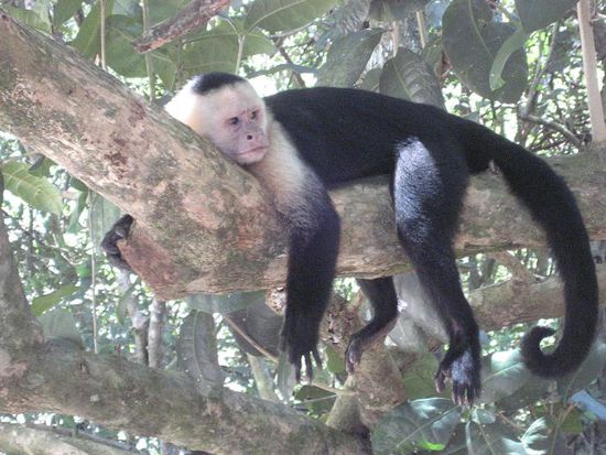 relaxter Weisskopfaffe