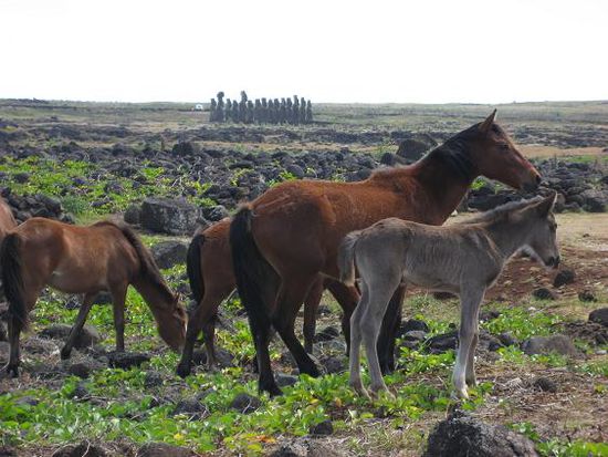 Im Hintergrund die 15 aufgerichteten MOAI.
Wilde Pferde gab es auf der Insel fast ueberall. Hier sogar ein junges Fohlen.