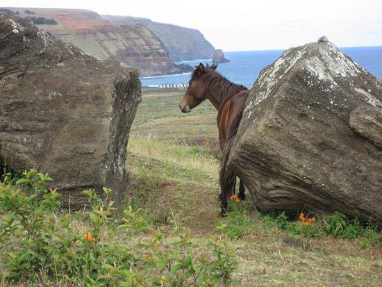 Hier liegt im Vordergrund ein zerbrochener MOAI (rechts ist der Kopf, links der Koerper). Hinter dem Kopf des Pferdes kann man ausserdem die aufgestellten 15 MOAI an der Kueste erkennen.