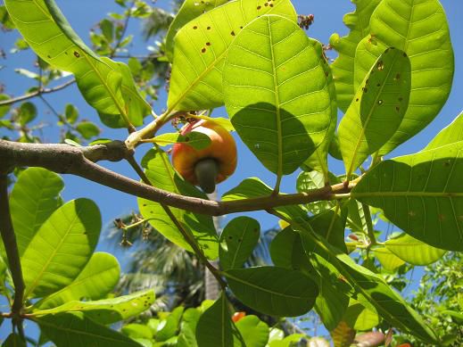 Cashew-Nuss am Baum
