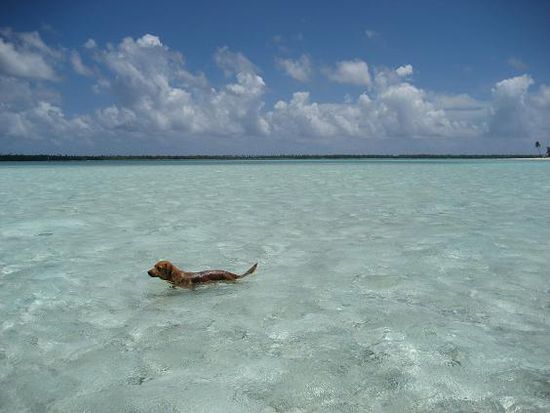 Hunde waren in diesem Urlaub unsere staendigen Begleiter. Dieser begleitete uns sogar ne dreiviertel Stunde durchs Wasser auf dem Weg zu nem Motu...