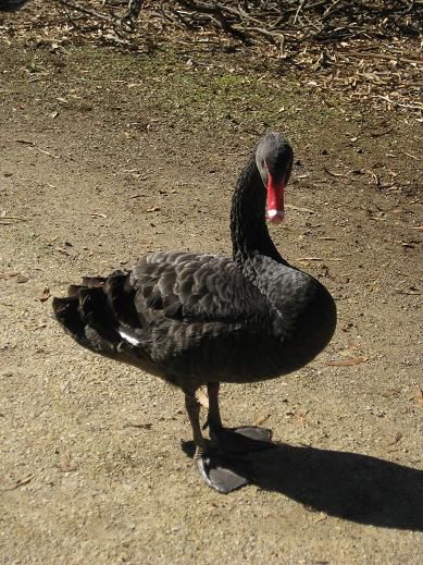 Wirklich ein schwarzer Schwan!