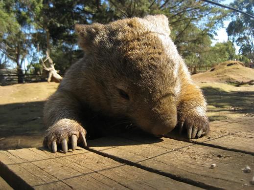 Und hier seht Ihr ein Wombat!!
