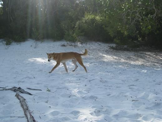 Ein Dingo!