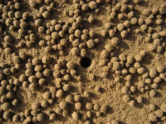 Dies ist die Arbeitsstaette eines kleinen Krebses am Strand.