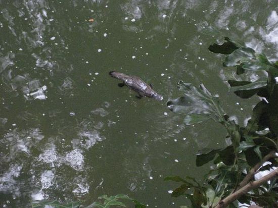 Hier schwimmt ein Platypus (Schnabeltier) in freier Natur. Ein seltener Anblick!