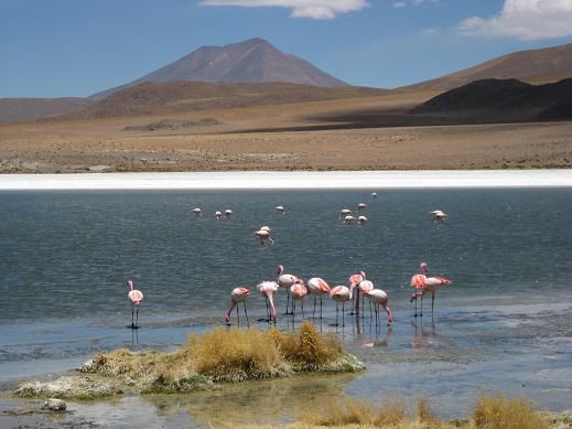 Flamingos