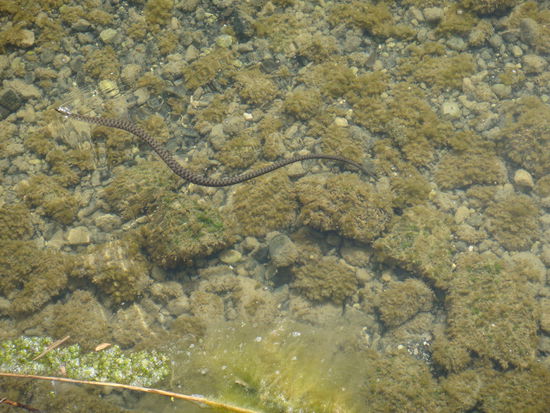 und die dazugehörigen aber ungefährlichen Wasserschlangen des Orid-Sees