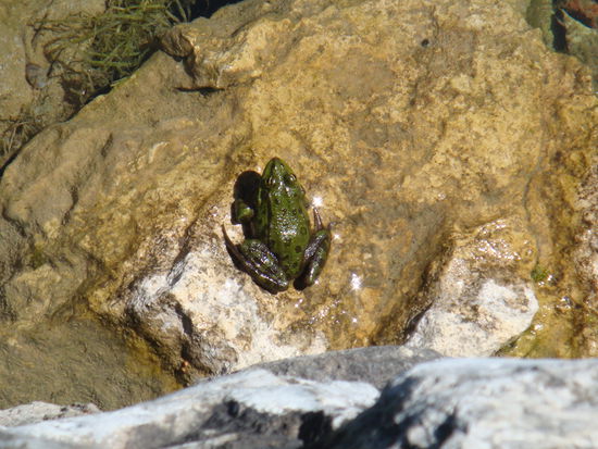 Während des Klosterbesuchen wurden wir ständig vom Quaken der Frösche begleitet