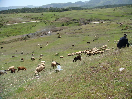 Einer der vielen Hirten mit seiner Herde im Land