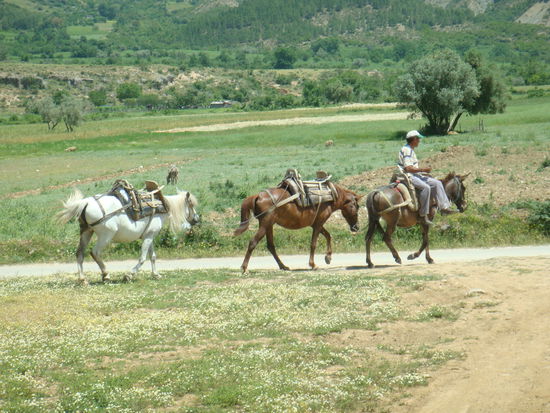 zweit-häufigstes Verkehrsmittel nach Mercedes
