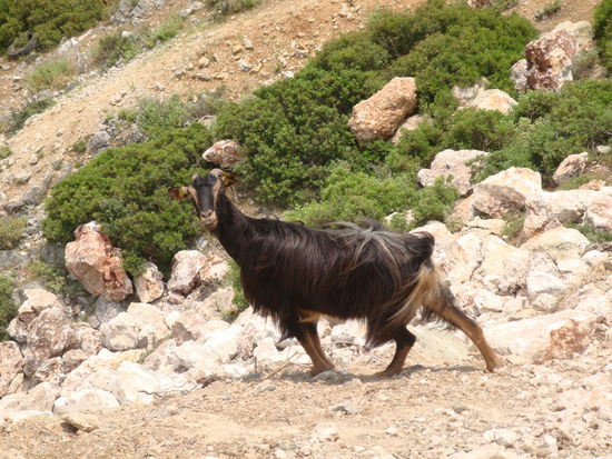 na, was wollt Ihr in meinem Revier?