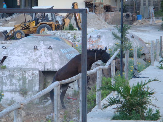 Auch die Pferde haben Ihren Spass am Strand, versteckt zwischen Bunkern und Baumaschinen