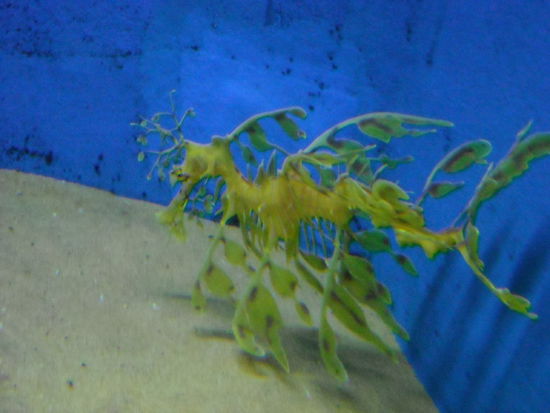 Das ist ein Leaf-Seadragon. So haette ich ihn auch genannt. (Das ist uebrigens ein Fisch. Keine Pflanze.)