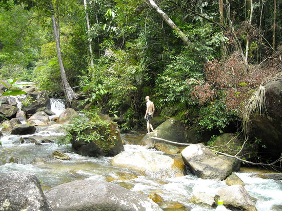 Tarzan- discovering the jungle