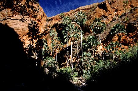 Mini Palms Gorge