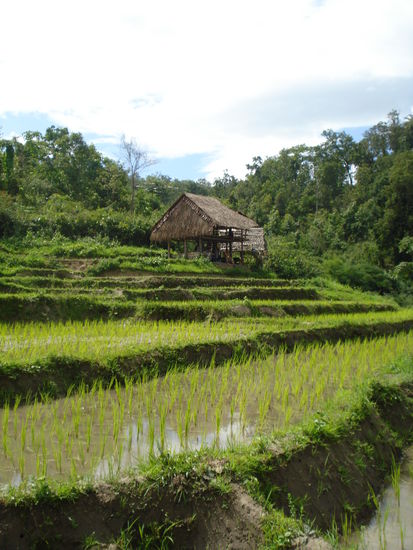 Reisfelder...