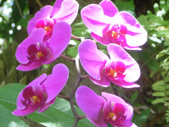 Das ist Guadeloupe: tropisch, farbenprächtig, Natur pur, individuell zu entdecken, eine wunderbare Mischung aus Frankreich und Karibik ...
C'est Guadeloupe!!!
